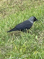 Corvus monedula