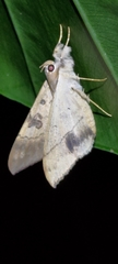Oxyodes scrobiculata