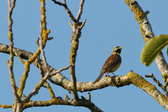 Emberiza cirlus