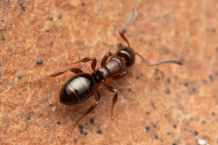 Stigmacros marginata