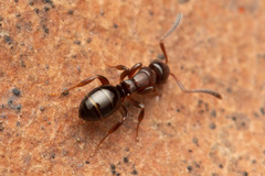 Stigmacros marginata