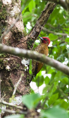 Rufous-Winged Woodpecker photo 3