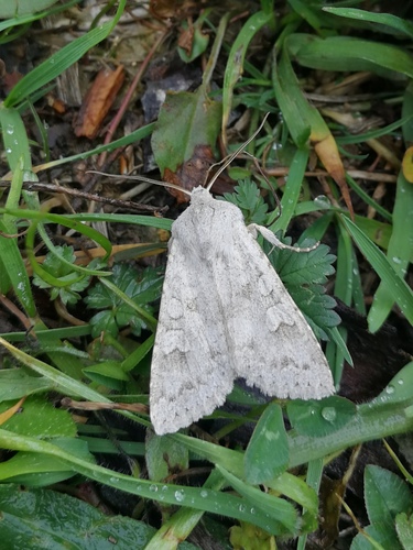 Noctuelle sénile (La)