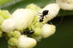 Technomyrmex sophiae