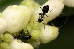 Technomyrmex sophiae