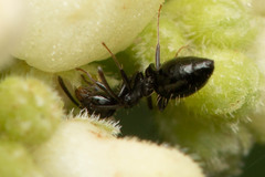 Technomyrmex sophiae