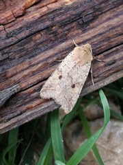 Agrochola blidaensis