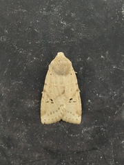 Conistra daubei