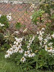 Nipponanthemum