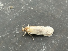 Agonopterix assimilella