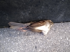 Zonotrichia albicollis