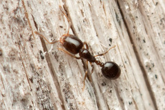 Monomorium sydneyense