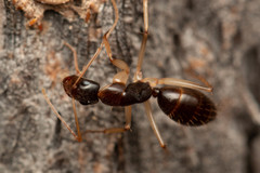 Camponotus elegans