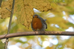 Erithacus rubecula