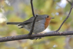 Erithacus rubecula
