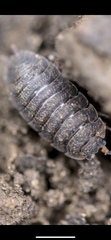 Porcellio scaber