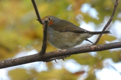 Erithacus rubecula