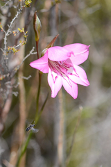 Gladiolus ornatus