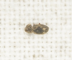 Ciconissus