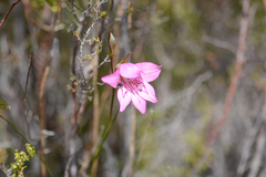 Gladiolus ornatus