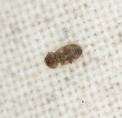 Ciconissus