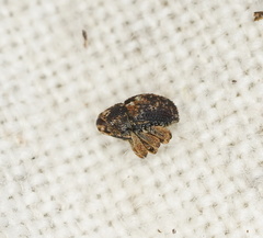 Decilaus