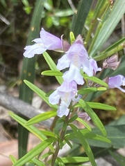 Prostanthera linearis