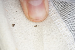 Ciconissus