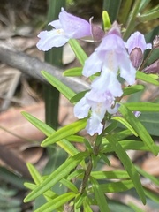 Prostanthera linearis