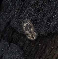 Ciconissus
