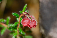 Erica haematocodon