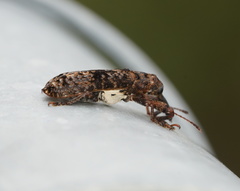 Isacantha dermestiventris