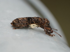 Isacantha dermestiventris