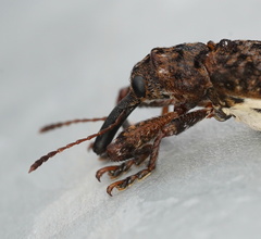 Isacantha dermestiventris