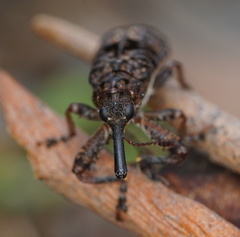 Isacantha dermestiventris