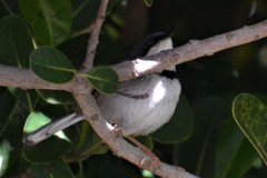 Apalis thoracica capensis