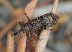 Isacantha dermestiventris