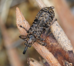 Isacantha dermestiventris