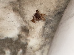 Pseudouroctonus reddelli