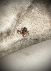 Pseudouroctonus reddelli