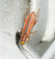 Lemidia simsoni