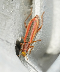 Lemidia simsoni
