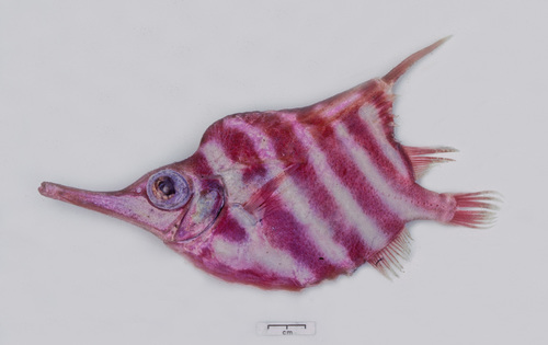 Banded bellows fish (Centriscops humerosus) — Centriscidae