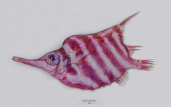 Centriscops humerosus