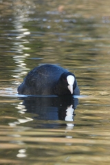 Fulica atra