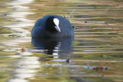 Fulica atra