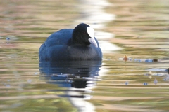 Fulica atra