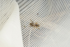 Lemidia cicatricosa