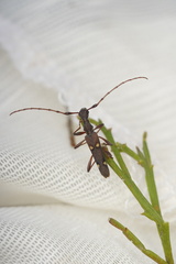 Quasiphneope quadrimaculata