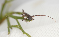 Quasiphneope quadrimaculata